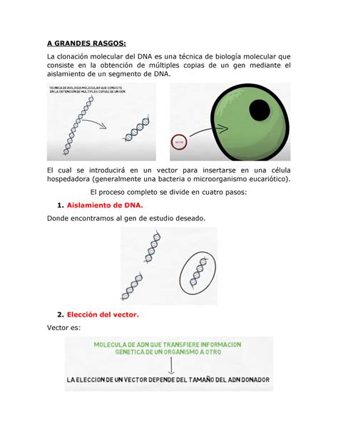 Clonacion Molecular A Grandes Rasgos La Clonaci N Molecular Del Dna