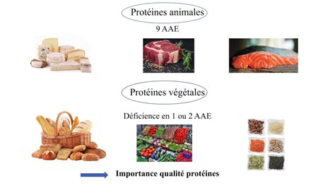 Nutrition Les protéines YouTube