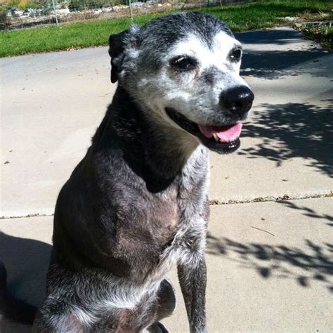 adorable mutts show  awesome mixed breed dogs