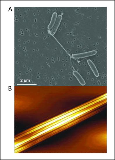 Bacterial Nanowires A Scanning Electron Microscopy Image Of