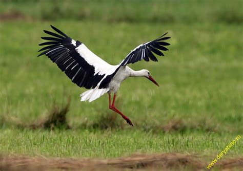 Белый Аист Ciconia ciconia European White Stork