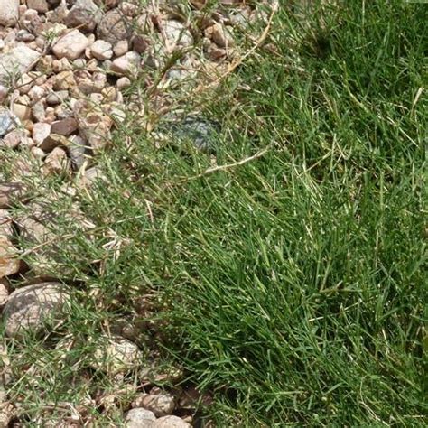 Dog Tuff Grass Plugs Grass Plugs High Country Gardens Low Water Plants