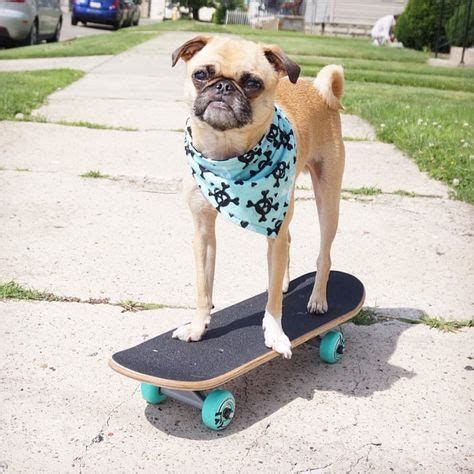 dog skateboard pug | Dogs, Pugs, Animals