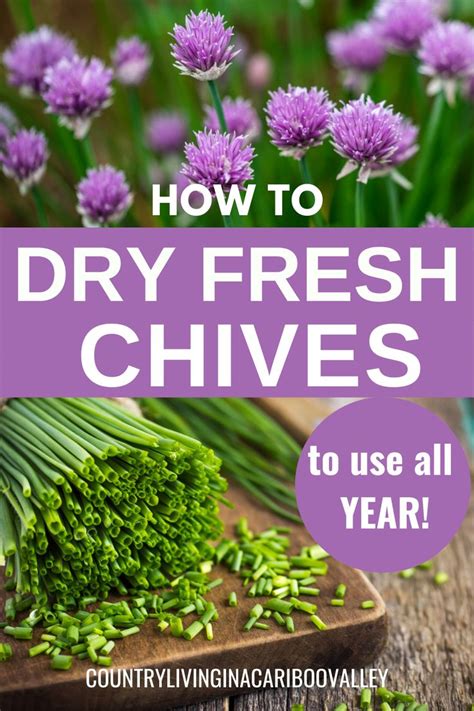 How To Dry Chives Different Ways To Dry Fresh Herbs For Using Later