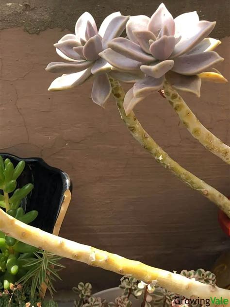 How To Grow And Care For Ghost Plant Graptopetalum Paraguayense