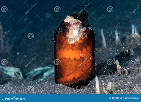 Pulpo Del Coco En Una Botella Quebrada Imagen De Archivo Imagen De