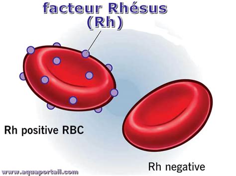 Facteur Rhésus : définition illustrée et explications