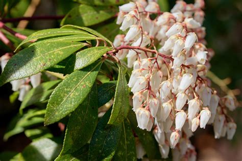 15 Gorgeous Shrubs for Containers