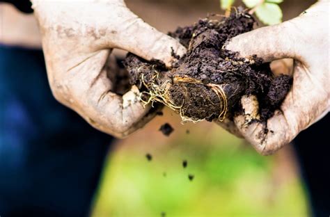 Tierra Negra Qu Es Para Qu Sirve Beneficios Y Precio