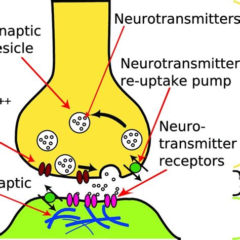 1 Synapse Illustration Of A Neuron Synapse Showing Synaptic Cleft And