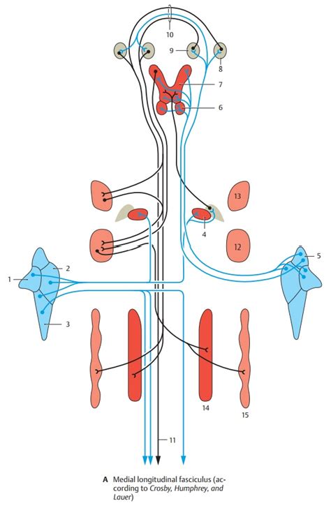 Medial Longitudinal Fasciculus