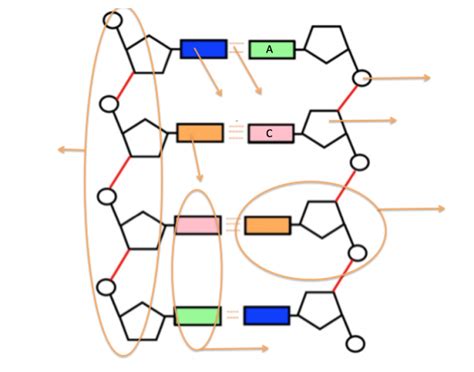 DNA Structure labeled diagram Diagram | Quizlet