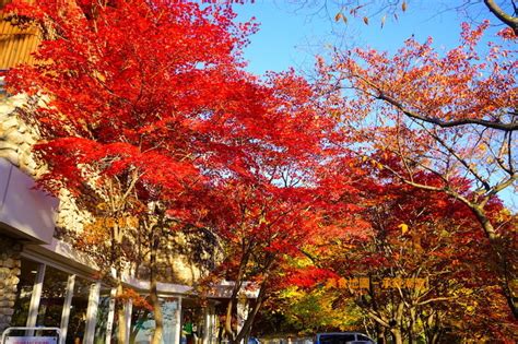 【八公山賞楓葉纜車搭乘資訊】前往八公山新林峰山頂，韓國楓葉季大邱自由行必去景點！！ 承錠旅行日記