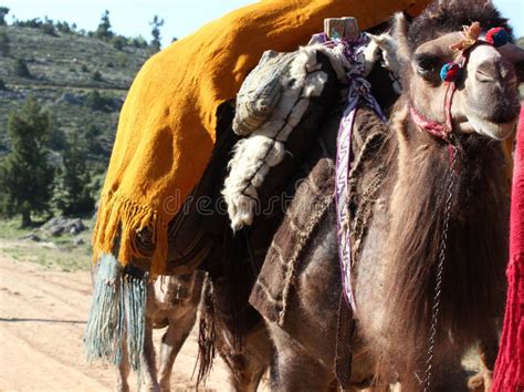 Nomadic people stock image. Image of carpet, tradition - 669853