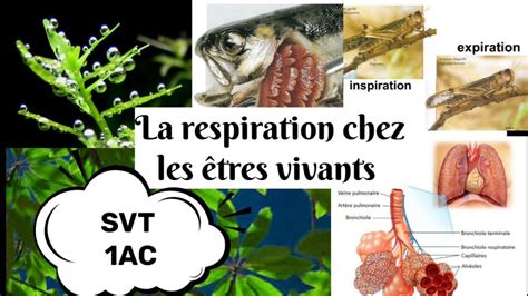 Svt La Respiration Dans Diff Rents Milieux Ere Ann E Du Coll Ge