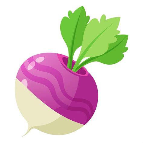 Premium Vector Vector Turnip Vegetable Illustration On White Background