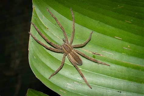 Tipos de Aranha Lista de Espécies no Brasil e no Mundo Mundo Ecologia