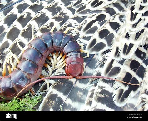 Amazonian Giant Centipede