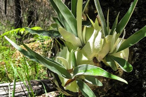 Varieties Of Staghorn Fern - What Are Popular Types Of Staghorn Fern Plants