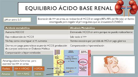 FISIOLOGIA BASICA Y MEDICA Equilibrio ácido base RENAL