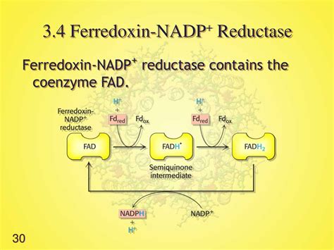 Ppt Lecture 6 Photosynthesis The Light Reactions Powerpoint Presentation Id 9548046