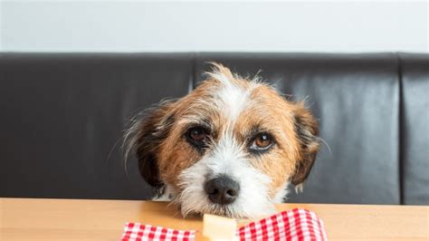 Donner du fromage à son chien Les chiens peuvent ils manger du fromage