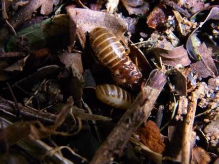 Flying termites - The nuptial flight - Termite Web