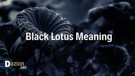 Black Lotus Meaning -Spiritual Power and Symbolism - Daizon - Your Spiritual Journey Starts Here