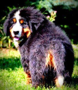 Newfoundland bernese mountain dog Mix Breed Information