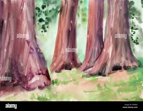 Redwood Giant Trees Forest Watercolor Painting Stock Photo Alamy