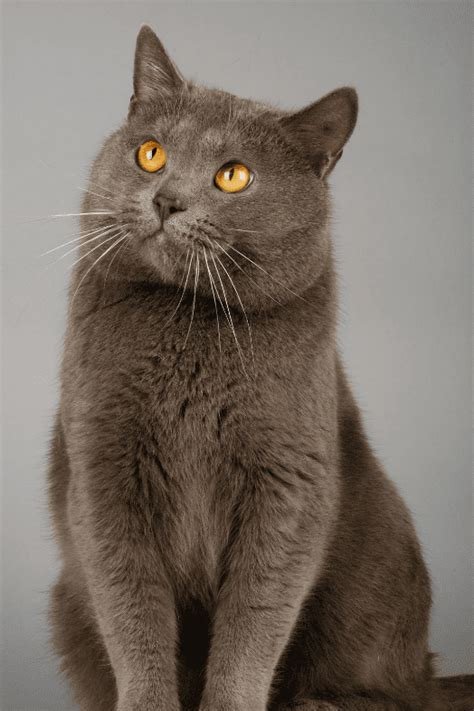 Chartreux - Animal Corner