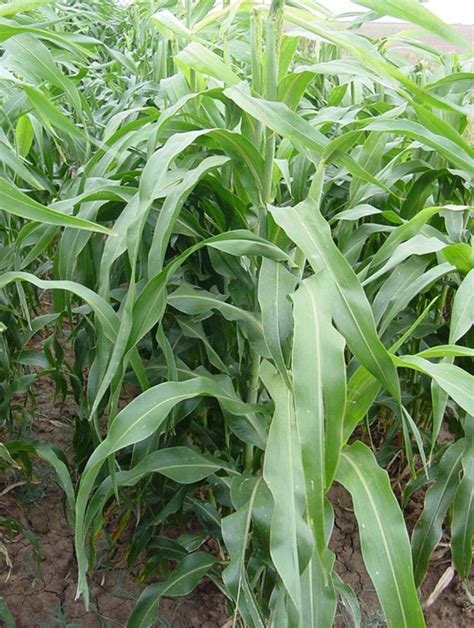 Sorghum Sudangrass Bmr Honey Sweet Hybrid Sustain Seed Soil