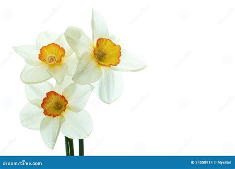 Daffodil Flower Stock Photo Image Of Petal Daffodil 24558914