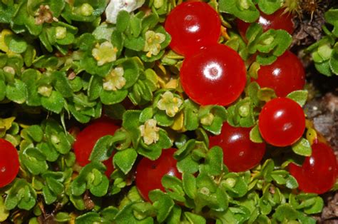 Coralito Plantas De Jard N Antioquia Naturalista Colombia