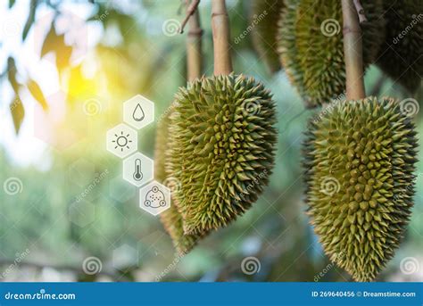 Smart Farm Durian Seedling Or Sapling Durian Stock Photo Image Of