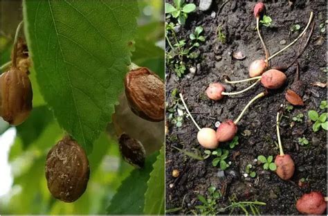 Pourquoi Les Cerises S Chent Sur L Arbre Ou Tombent Avant Maturit