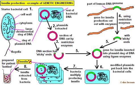 Gcse Aqa Genetic Variation Environmental Genetic Engineering Inherited