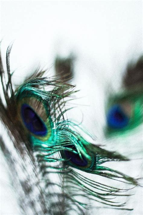 Are Peacock Feathers Bad Luck? 7 Meanings & Superstitions