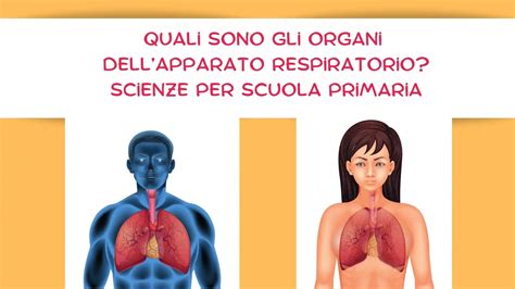 Gli Organi Dell Apparato Respiratorio Sono Scienze Per Scuola Primaria Sostegno 2 0