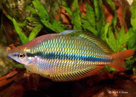 Coburg Aquarium Shop Live Fish Banded Rainbowfish Coen River