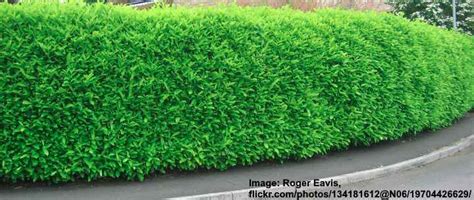 The Best Plants For Hedges 23 Types Of Hedges With Pictures