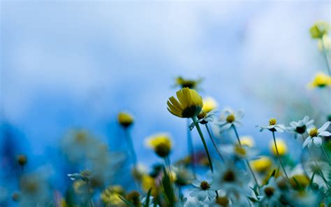 Wallpaper Sunlight Flowers Nature Grass Sky Field Green Yellow