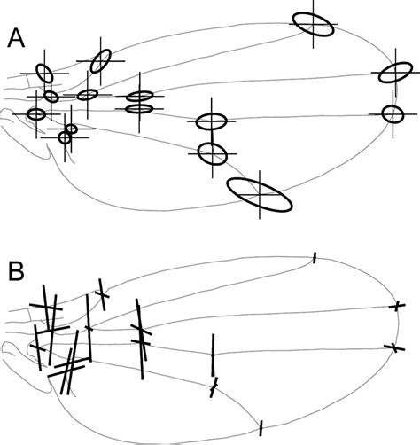 Shape variation in the Drosophila melanogaster wing and the ...