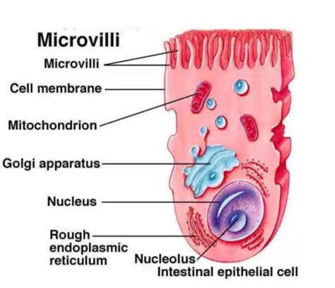 Cell Structure And Epithelium Histology Lecture 1 Flashcards Quizlet