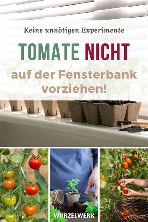 Super Vitale Tomaten Vorziehen Tomaten Anzucht Im Haus Tomaten