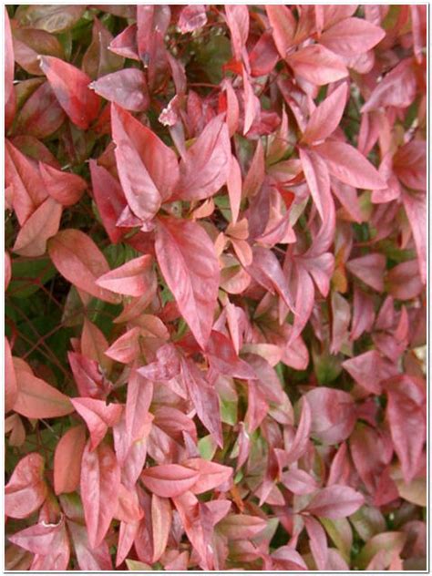 Pianta Di Nandina Domestica Passione Piante Vivaio Online