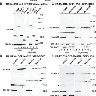 The N Terminal Conserved Sequence Mediates HPat Interaction With Me31B