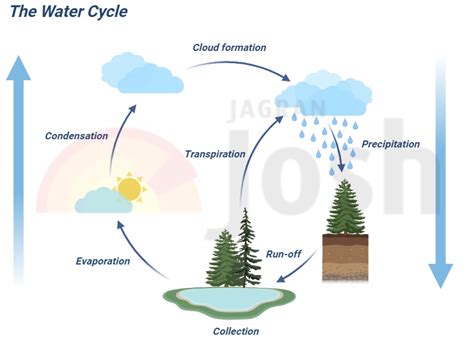 Water Cycle: Process, Stages and Diagram