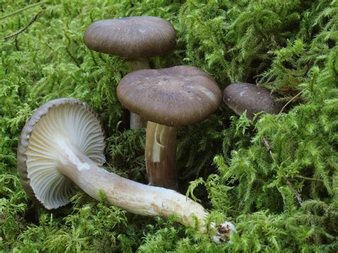 Hygrophorus Camarophyllus OLYMPUS DIGITAL CAMERA Flickr