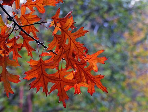 Pin Oaks Pin Oak Is Named For A Characteristic Where Smal Flickr